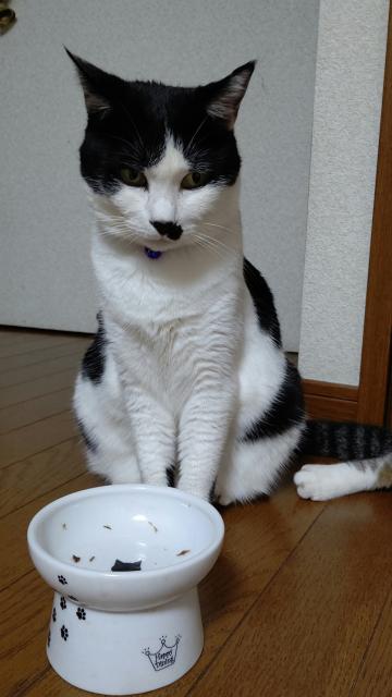 迷子猫の写真1