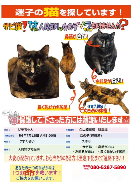 迷子猫の写真1