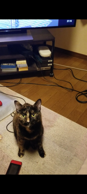 迷子猫の写真2