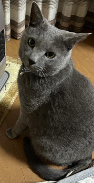 迷子猫No.2099の写真