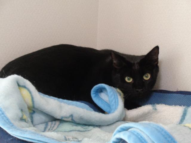 個人間譲渡猫No.0185の写真