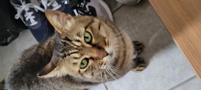 迷子猫の写真1
