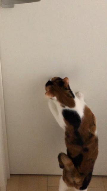 迷子猫の写真2