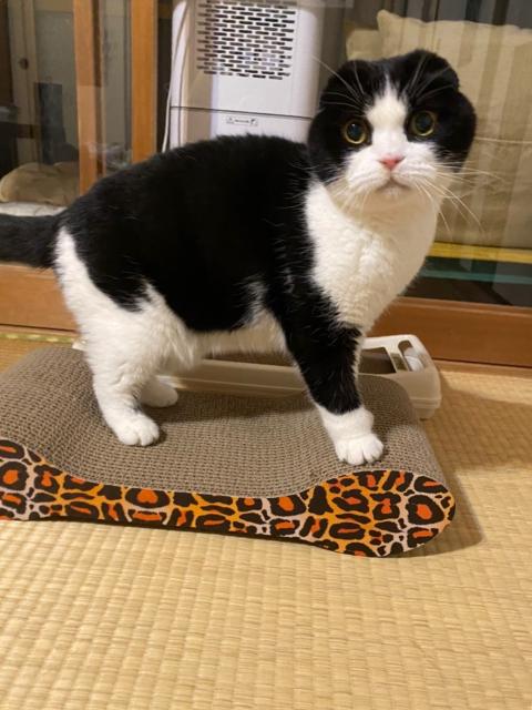 迷子猫No.1860の写真