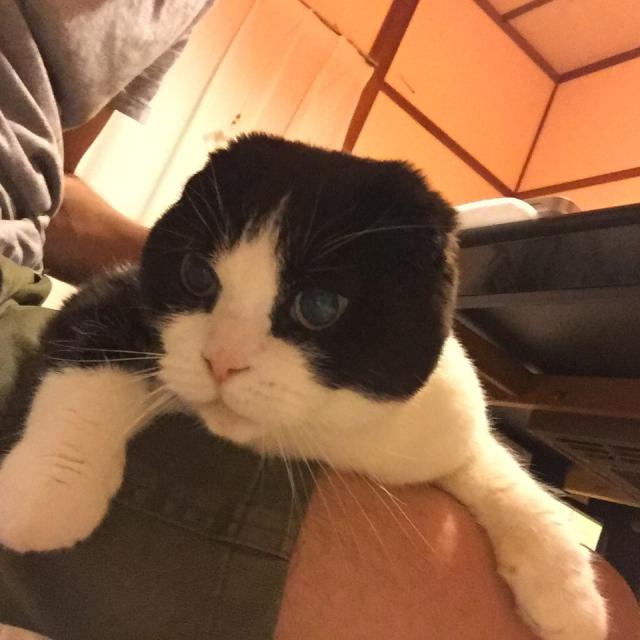 迷子猫の写真2