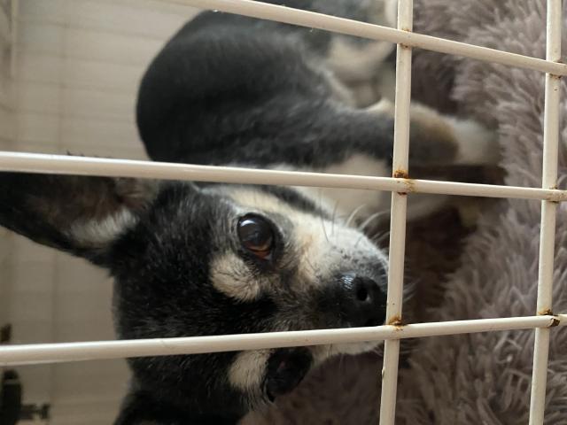 保護犬の写真1