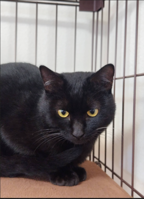 保護猫No.0392の写真