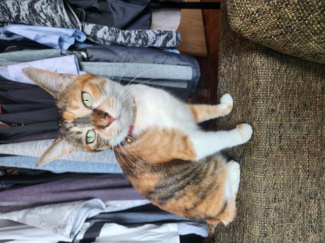 迷子猫の写真1