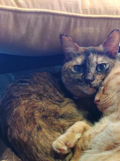 迷子猫No.2010の写真