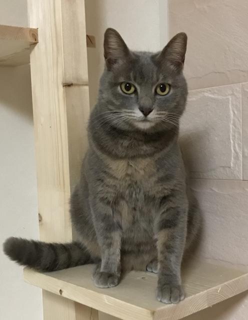 迷子猫の写真1