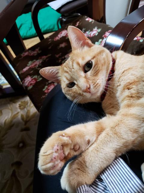 迷子猫No.0935の写真