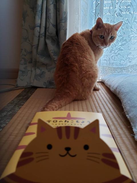 迷子猫の写真2