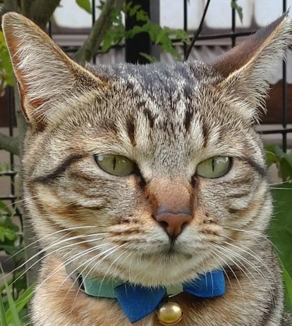 迷子猫の写真2