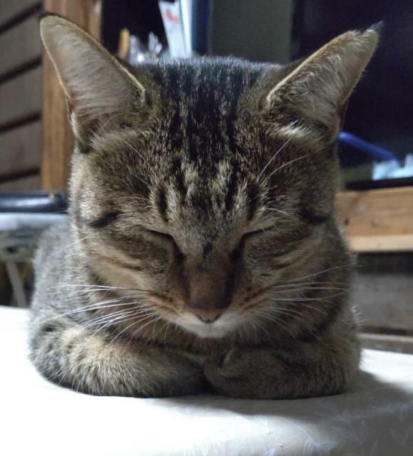 迷子猫の写真3