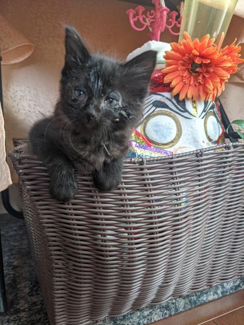 保護猫No.0208の写真