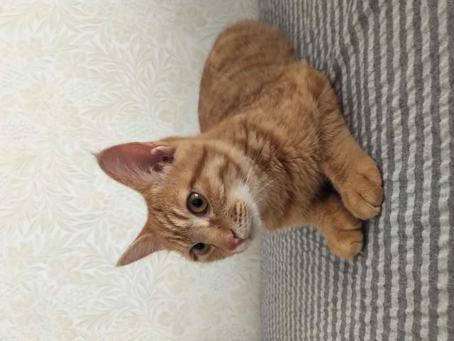 保護猫の写真1