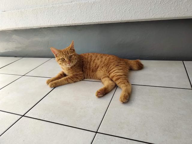 保護猫の写真2