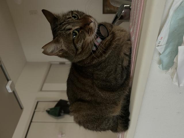 迷子猫No.1869の写真