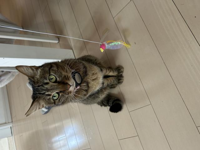 迷子猫の写真2