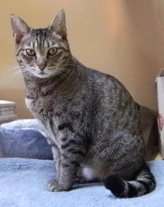 保護猫No.0158の写真