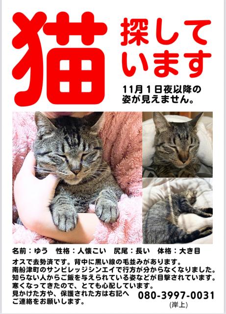 迷子猫No.1989の写真