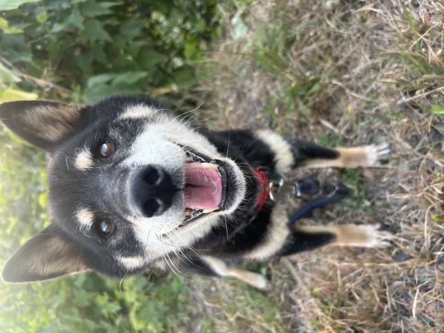 迷子犬No.1119の写真