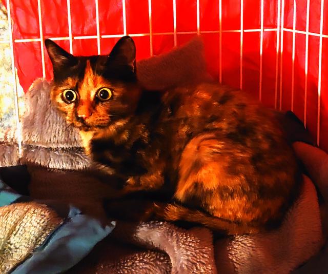 迷子猫の写真1
