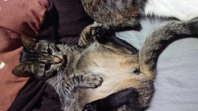 迷子猫No.1707の写真