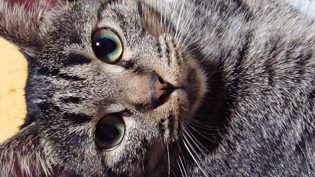 迷子猫の写真2