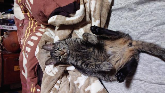 迷子猫の写真3