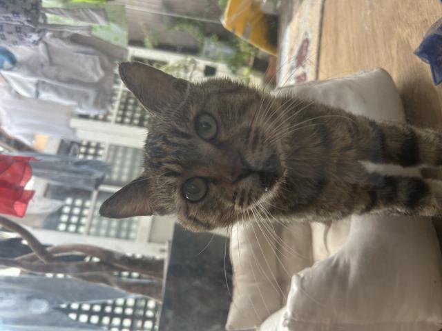 保護猫No.0371の写真