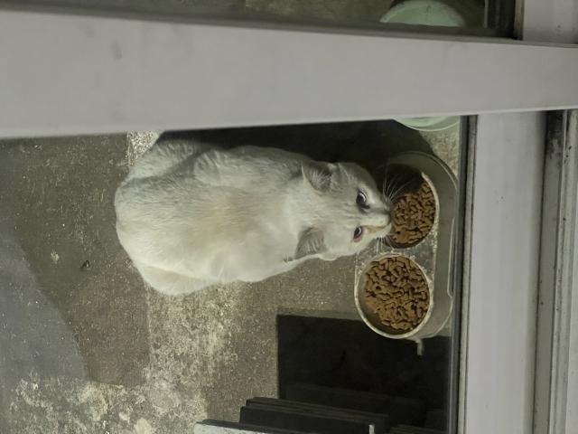 保護猫No.0400の写真