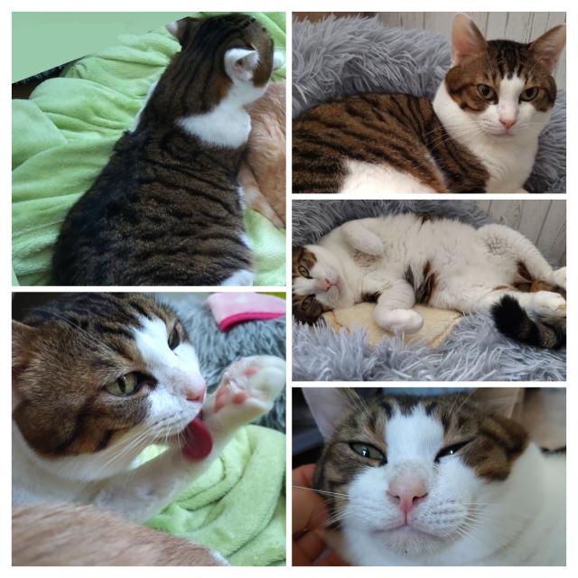 迷子猫の写真2