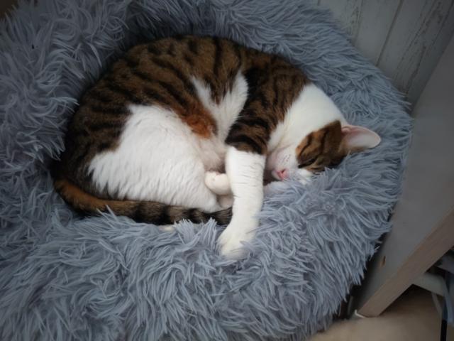 迷子猫の写真3