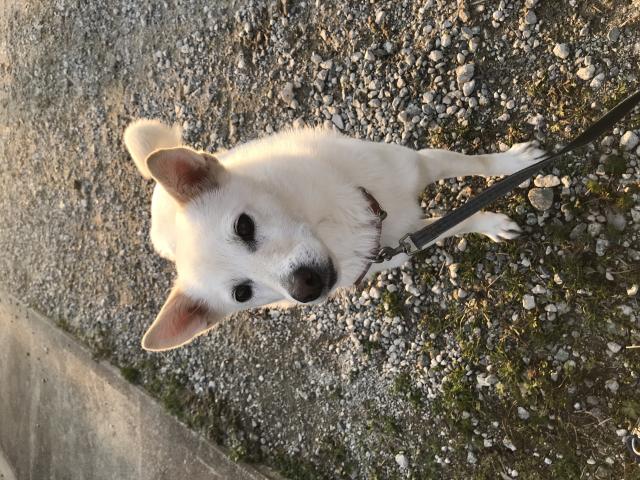迷子犬No.1107の写真