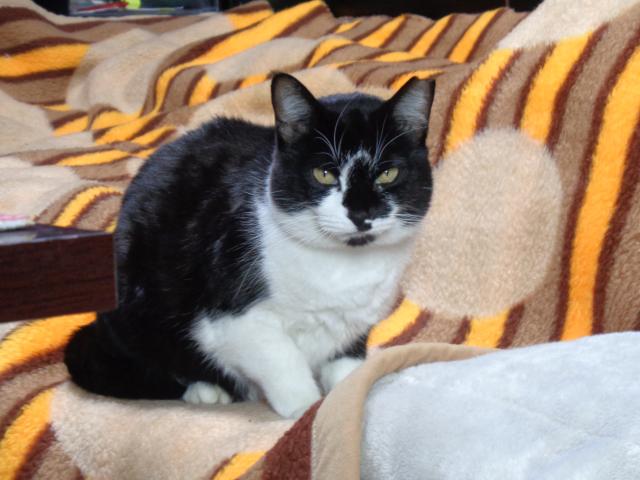 個人間譲渡猫No.0177の写真