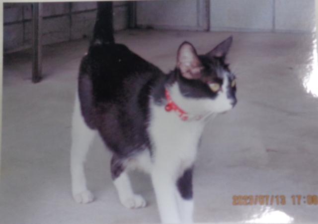 個人間譲渡猫の写真2