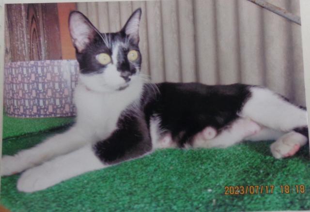 個人間譲渡猫の写真3