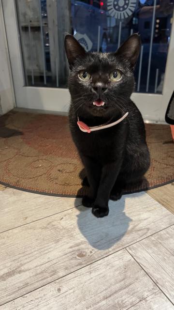 保護猫の写真1