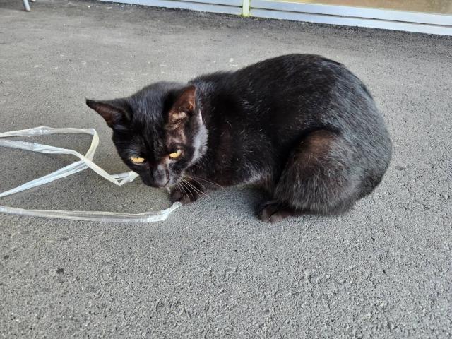 保護猫の写真3