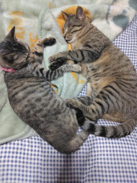迷子猫No.0920の写真
