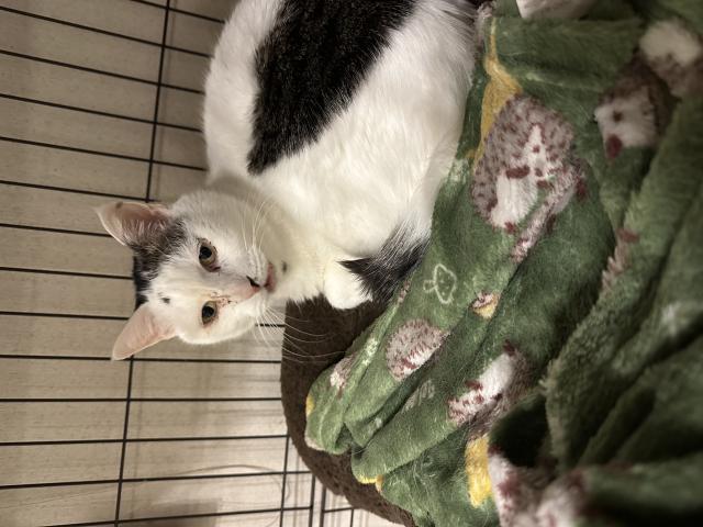 迷子猫No.2020の写真