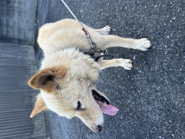 保護犬の写真2