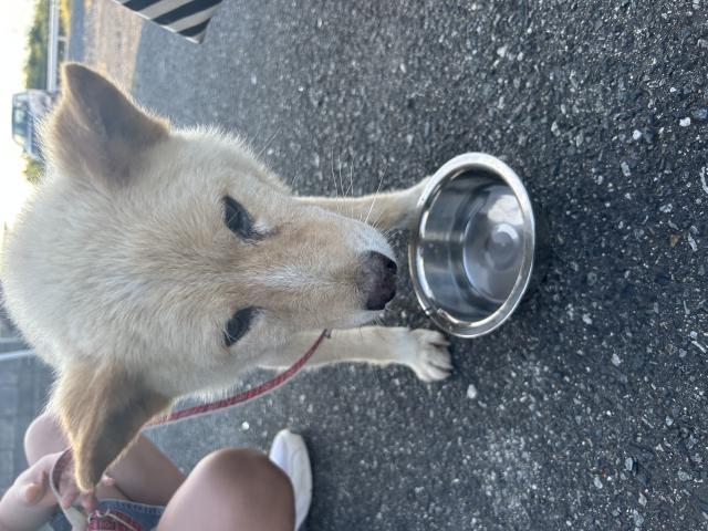 保護犬の写真3