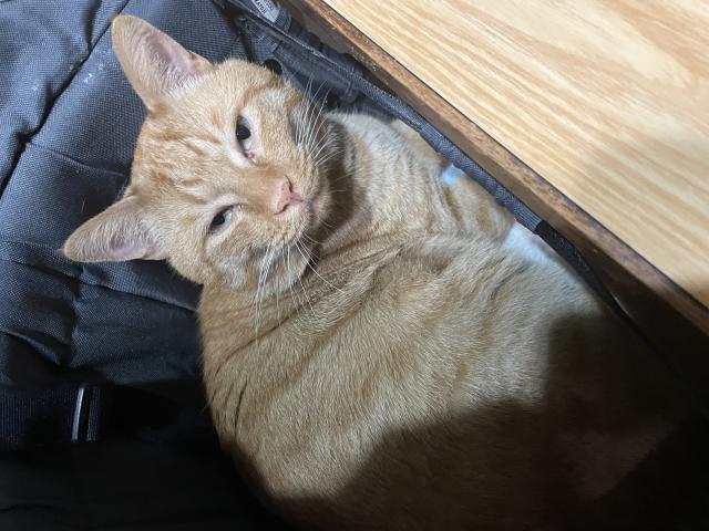 迷子猫No.1747の写真