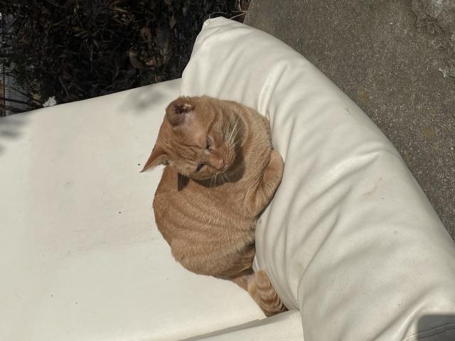 迷子猫の写真2