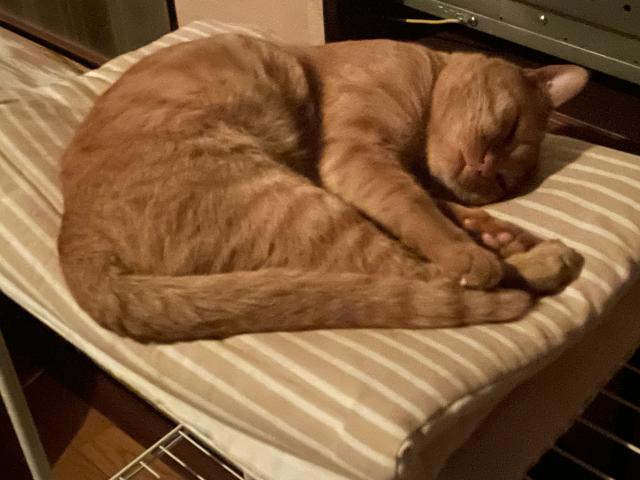 迷子猫の写真3