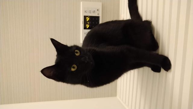 迷子猫の写真2