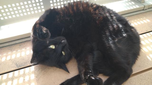迷子猫の写真3