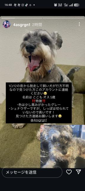 迷子犬No.1963の写真
